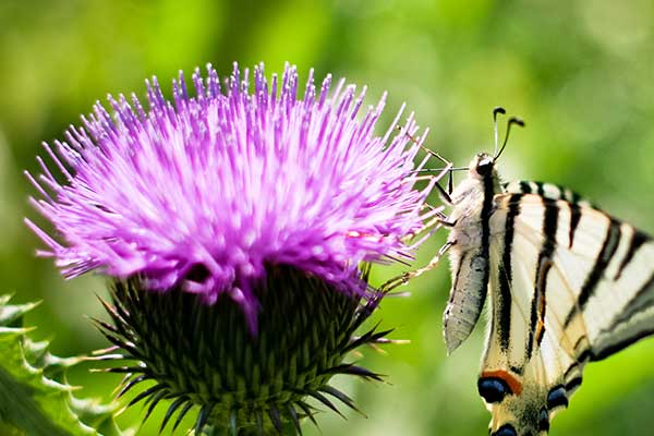 Natursteine